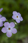 Creeping phlox